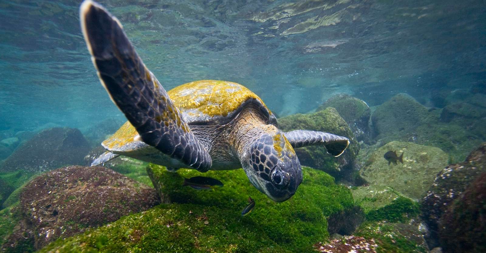 Green sea turtle, Floreana Island, Galapagos, Ecuador.